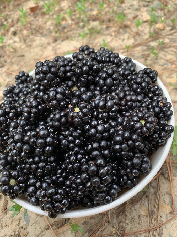 Fresh hand picked blackberries with EDEN Stirling